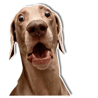 😣 dog, funny, meme, animal, cute whatsapp sticker