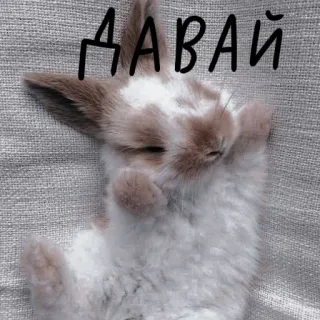 🐰 ДАВАЙ lapin, lapereau, dormir, mignon, animal whatsapp sticker