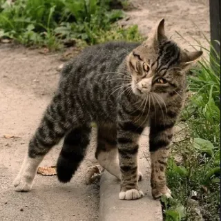 😠 猫, 動物, ネコ科, トラ猫, 飼い猫 telegram sticker