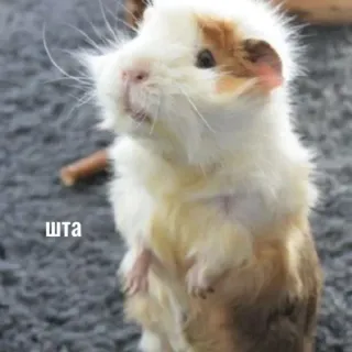 😨 шта cochon d'inde, animal, animal de compagnie, mignon telegram sticker