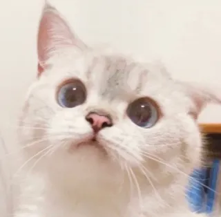 🥺 gato, animal de estimação, animal, fofo, gato branco, olhos azuis telegram sticker