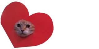 ❤️ cat, heart, love, animal, cute telegram sticker