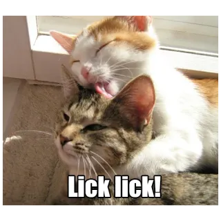 😛 Lick lick! gatos, lamiendo, lindo, animales, cariñoso, doméstico, felino telegram sticker