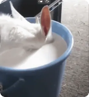 🥛 動物, ウサギ, 飲む, 白, バケツ, 牛乳 telegram sticker