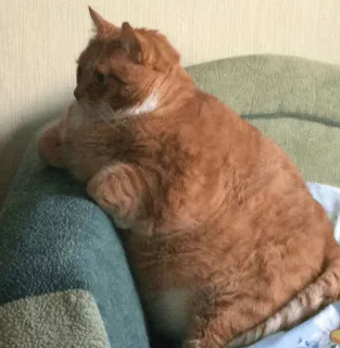 🙁 gato, gato laranja, animal doméstico, felino, animal de estimação, animal, mamífero whatsapp sticker