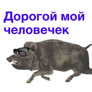 🤝 Дорогой мой человечек jabalí, gafas de sol, animal, ruso, texto, lindo telegram sticker