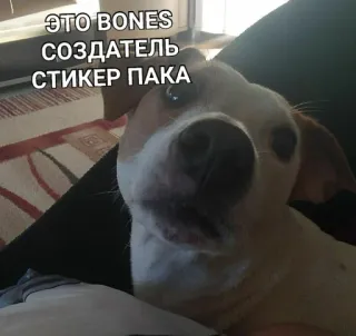 Самочка 🤘🏿 :: @fStikBot telegram stickers