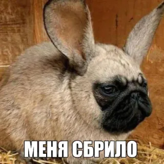 🤩 МЕНЯ СБРИЛО pug, rabbit, animal, dog, hybrid, funny telegram sticker