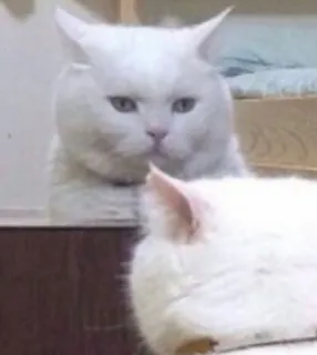 😑 Katze, weiße Katze, zwei Katzen, Tier, Haustier telegram sticker