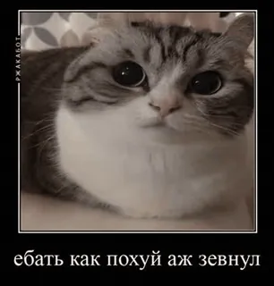 🥱 ебать как похуй аж зевнул gato, meme, engraçado, russo telegram sticker