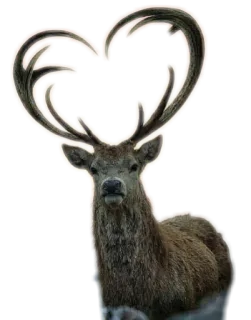 ❤️ cervo, animale, cuore, corna, fauna selvatica whatsapp sticker