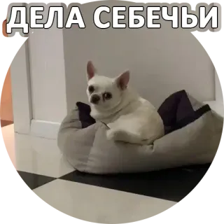 👊 ДЕЛА СЕБЕЧЬИ cane, chihuahua, animale domestico, animale, meme, divertente whatsapp sticker