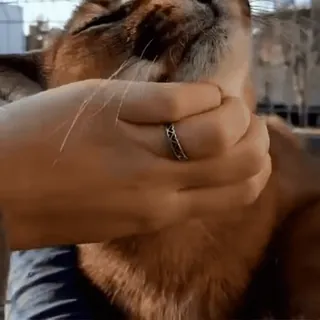 😽 кот, питомец, рука, кольцо, милый, животное, домашний whatsapp sticker