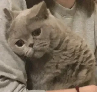 ➰ gato, animal, mascota, gato doméstico, gato gris, lindo, felino telegram sticker