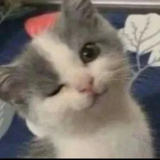 😉 gatto, gattino, animale, animale domestico, carino, occhiolino telegram sticker