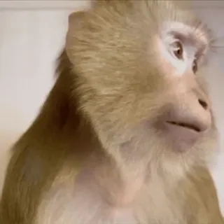 😁 macaco, animal, primata, mamífero, vida selvagem, zoo, natureza whatsapp sticker