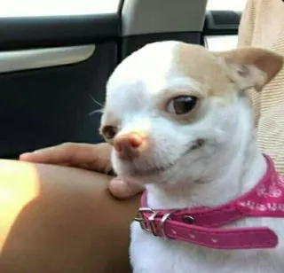 😌 chihuahua, perro, mascota, animal, lindo, perro pequeño telegram sticker