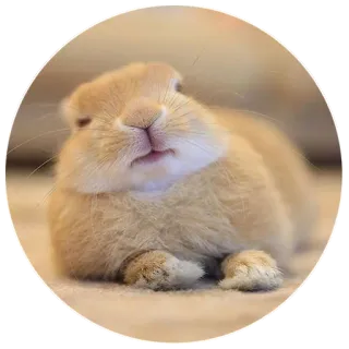 😶 rabbit, bunny, pet, animal, cute, domestic animal telegram sticker