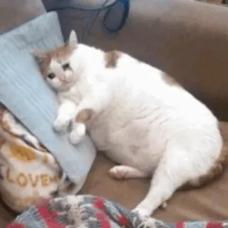 🐱 kucing, hewan peliharaan, binatang, malas, tempat tidur, mengantuk, domestik telegram sticker
