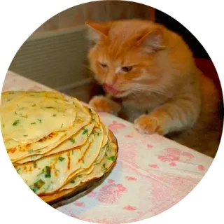 🍕 chat, crêpes, nourriture, faim, animal telegram sticker