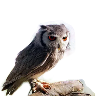 😞 owl, bird, animal, wildlife, nature, grey owl, white-faced owl telegram sticker