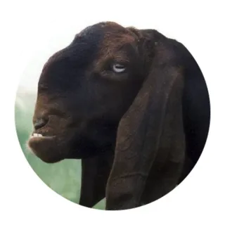 😬 animal, goat, brown, domestic, livestock telegram sticker