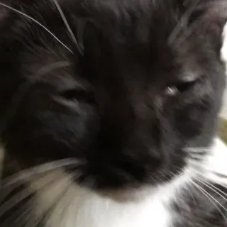 🐾 Katze, Tier, Haustier, Haustier, Säugetier, Katzenartig, Schwarzweiss telegram sticker