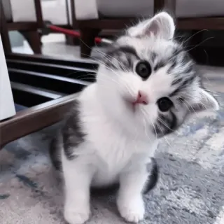💗 котенок, кошка, милый, домашнее животное, животное, питомец, кошачий telegram sticker