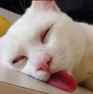 😜 Katze, schlafend, Tier, Haustier, Zunge, weiße Katze, süß telegram sticker
