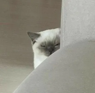 😠 Katze, listig, spähen, Tier, süß telegram sticker
