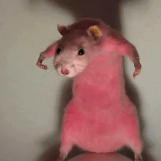 🧈 rat, rose, animal, drôle, mème telegram sticker