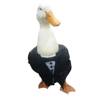 🦆 утка, смокинг, птица, животное, милый, костюм telegram sticker