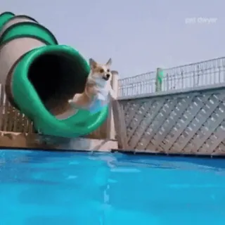 🐶 perro, tobogán, agua, corgi, diversión telegram sticker