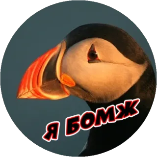 😩 Я БОМЖ vogel, papegaaiduiker, dier telegram sticker