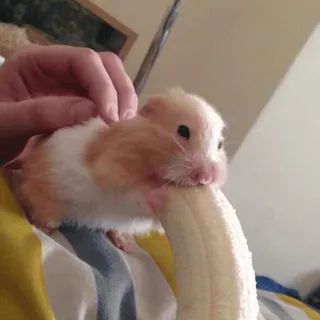 🐹 hamster, banana, animal de estimação, animal, fofo, roedor telegram sticker