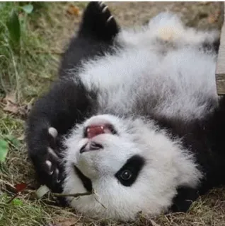 😱 Panda, Fofo, Animal, Vida selvagem, Urso telegram sticker