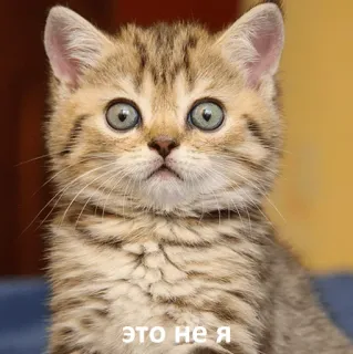 😳 это не я kat, kitten, lief, dier, huisdier telegram sticker