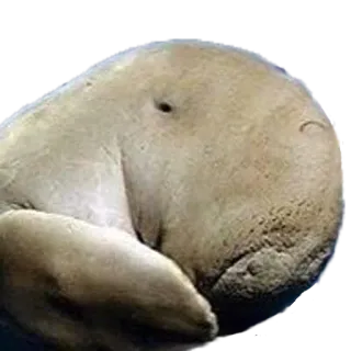 😠 Dugong, Bò biển, Động vật có vú biển, Động vật hoang dã, Động vật telegram sticker