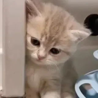 🤔 gatito, gato, lindo, animal, mascota, pequeño, felino, doméstico whatsapp sticker