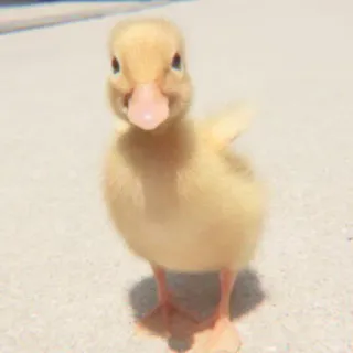 🦆 pato, patinho, pato bebê, fofo, animal, pássaro telegram sticker