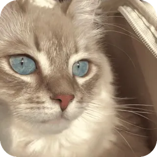 😍 telegram sticker