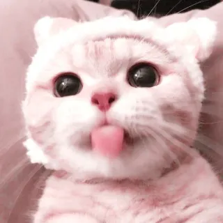 🌷 kat, huisdier, schattig, dier, poes, tong telegram sticker