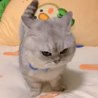 🐾 chat, chaton, félin, en colère, animal de compagnie, mignon, animal telegram sticker