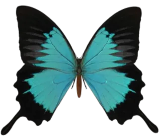 🐝 butterfly, blue, insect, nature, wings whatsapp sticker