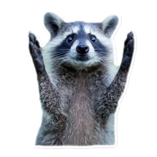 Racoonpack @perioad telegram stickers