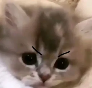 😠 gato, gatito, enojado, meme, cejas telegram sticker