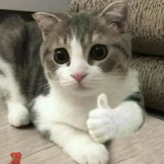 👍 gato, joinha, fofo, animal, gatinho, animal de estimação telegram sticker