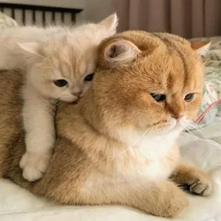 🐈 Katze, Kätzchen, süß, Haustier, Tier, häuslich telegram sticker