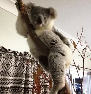 🐨 koala, animal, cute, marsupial, australia, wildlife telegram sticker
