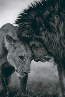 😍 лев, львица, животные, дикая природа, нежность, любовь telegram sticker